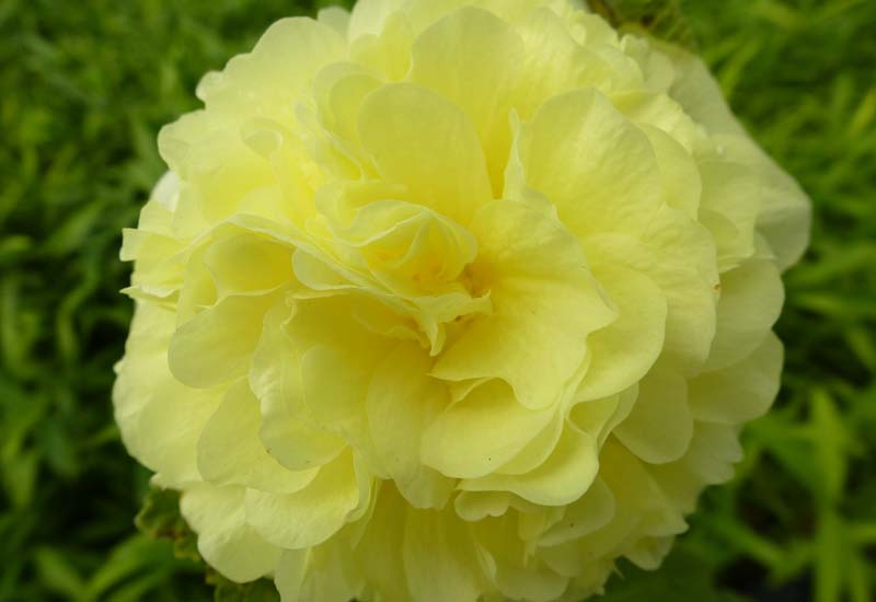 ALCEA ROSEA ‘CHATER’S DOUBLE HYBRIDS’ – YELLOW