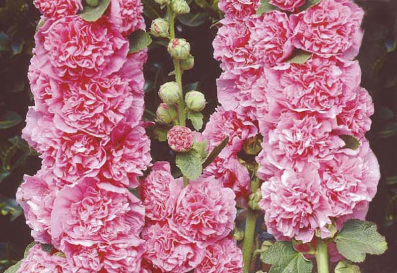 ALCEA ROSEA ‘CHATER’S DOUBLE HYBRIDS’ – PINK