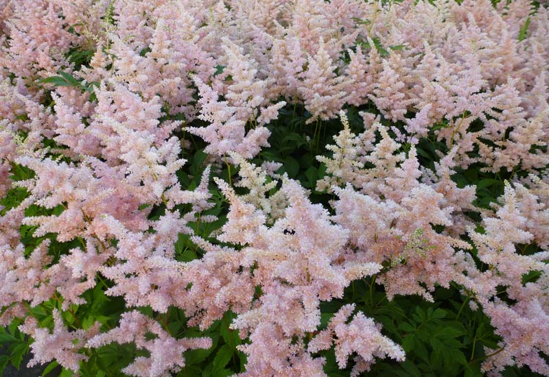 ASTILBE JAPONICA ‘EUROPA’