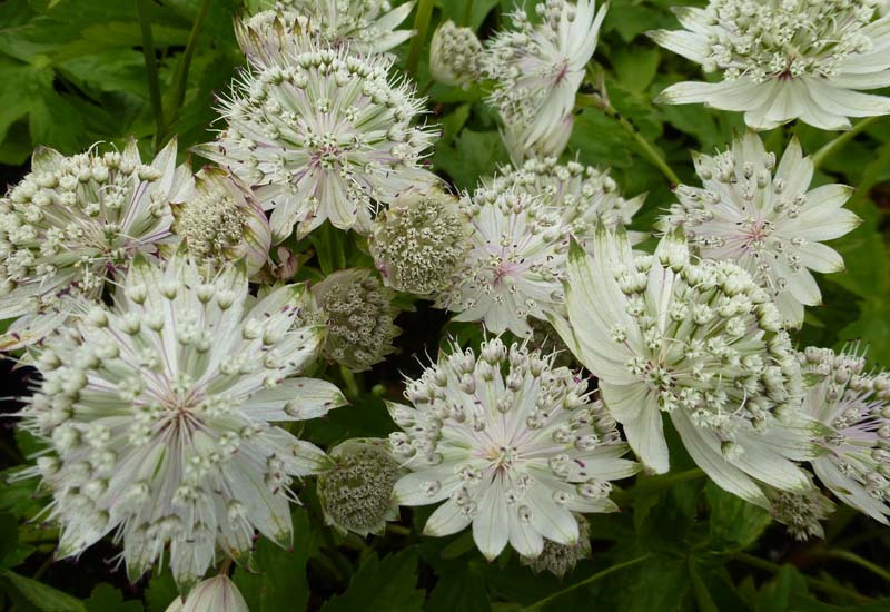 ASTRANTIA MAJOR ‘SHAGGY’