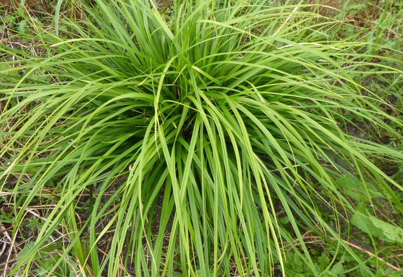 CAREX MORROWII ‘MOSTEN’