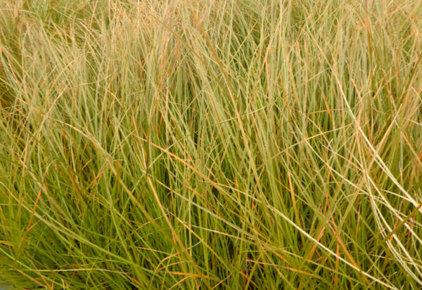 CAREX TESTACEA