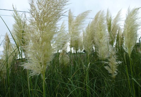CORTADERIA SELLOANA P 9