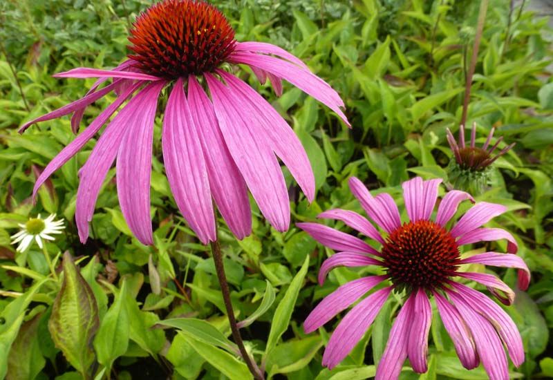 ECHINACEA PURPUREA ‘RUBINSTERN’