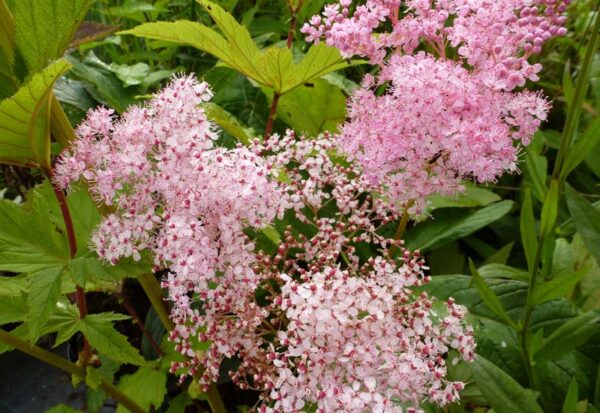 FILIPENDULA RUBRA ‘VENUSTA’