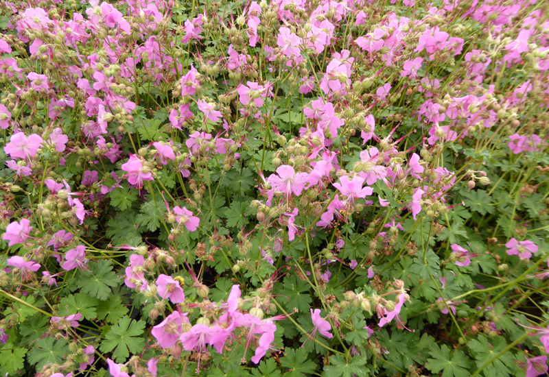 GERANIUM CANTABRIGIENSE ‘BERGGARTEN’
