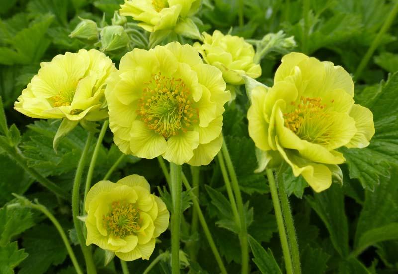 GEUM HYBRIDE ‘BANANA DAIQUIRI’