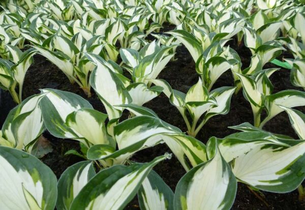 HOSTA HYBRIDE ‘FIRE AND ICE’ CO 3 L