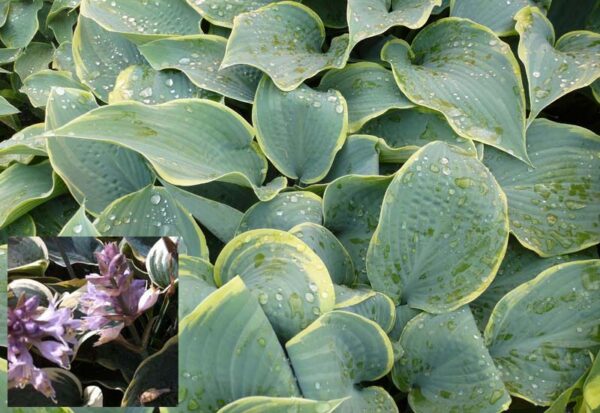 HOSTA HYBRIDE ‘FROSTED DIMPLES’ CO 3 L