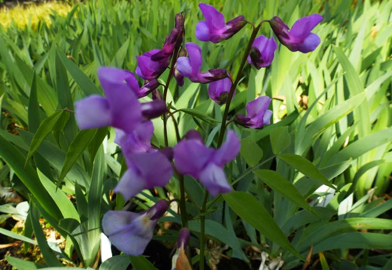 LATHYRUS VERNUS