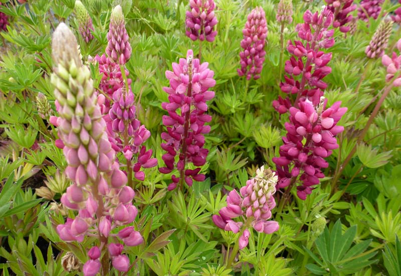 LUPINUS ‘GALLERY RED’