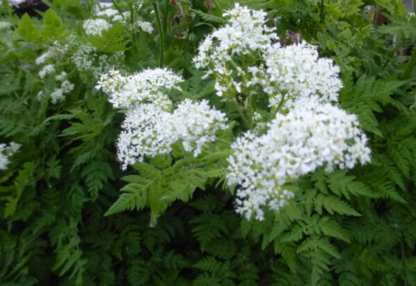 MYRRHIS ODORATA
