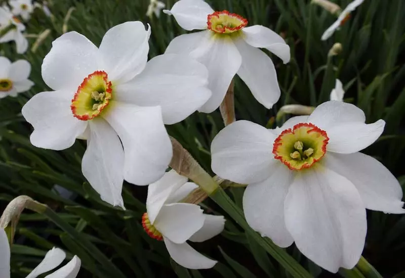NARCISSUS POETICUS VAR. RECURVUS - Guido Van de Steen
