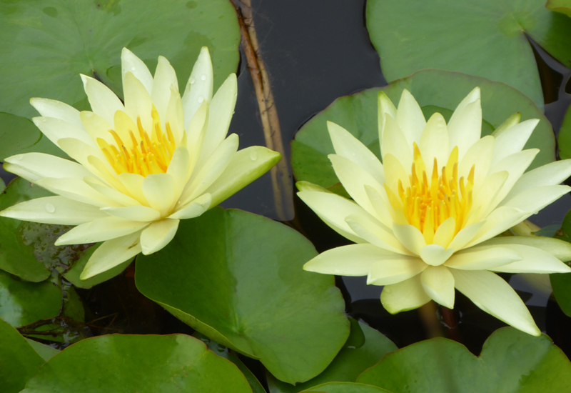 NYMPHAEA HYBRIDE ‘COLONEL A.J.WELCH’