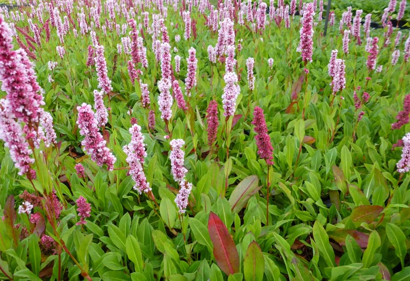 PERSICARIA AFFINIS ‘DONALD LOWNDES’