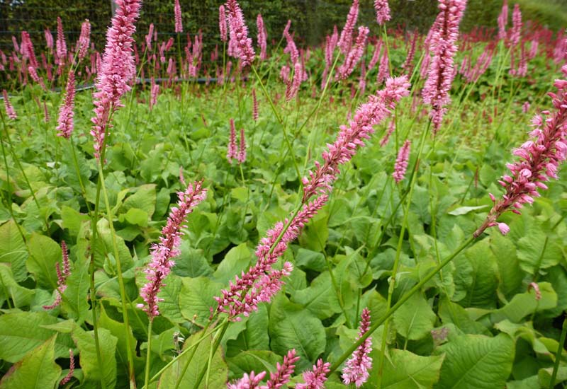 PERSICARIA AMPLEXICAULIS ‘JO AND GUIDO’S FORM’