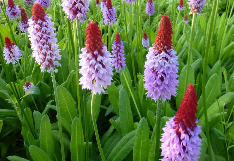 PRIMULA VIALII