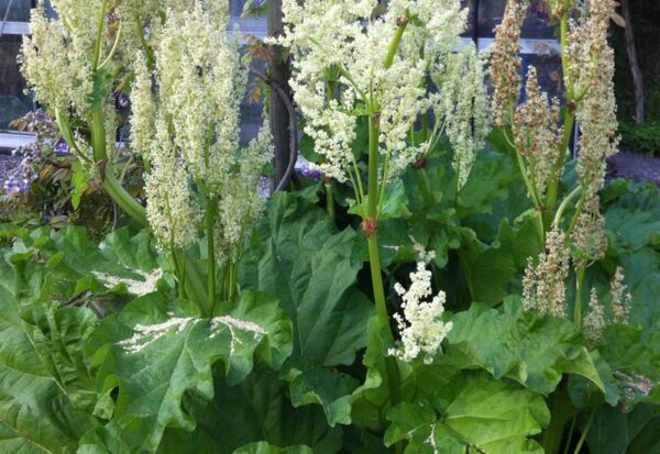 RHEUM RHABARBARUM ‘VICTORIA’