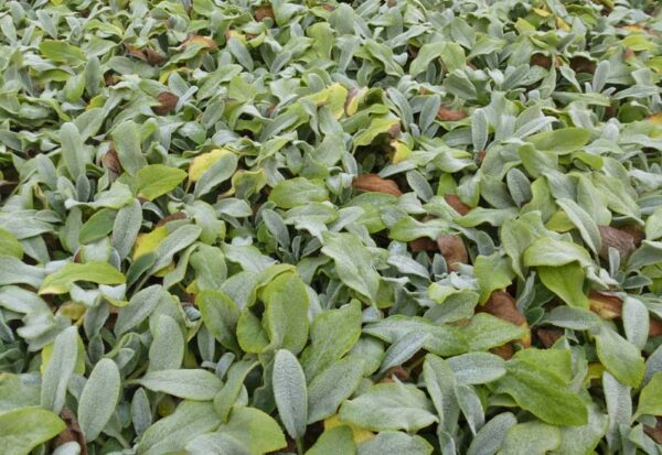 STACHYS BYZANTINA ‘SILVER CARPET’