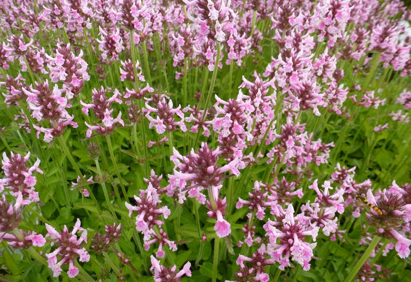 STACHYS (BETONICA) OFFICINALIS ‘PINK COTTON CANDY’