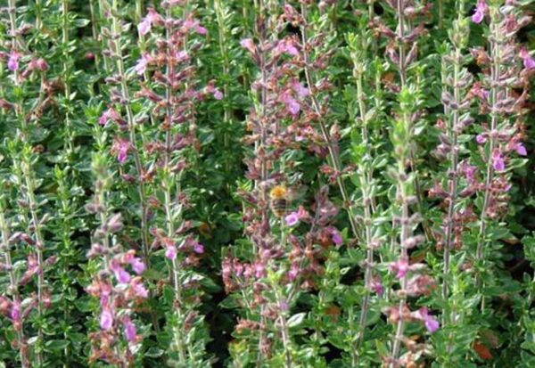 TEUCRIUM LUCIDRYS