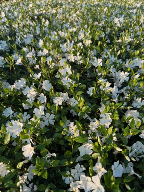 VINCA MINOR ‘WHITE POWER’