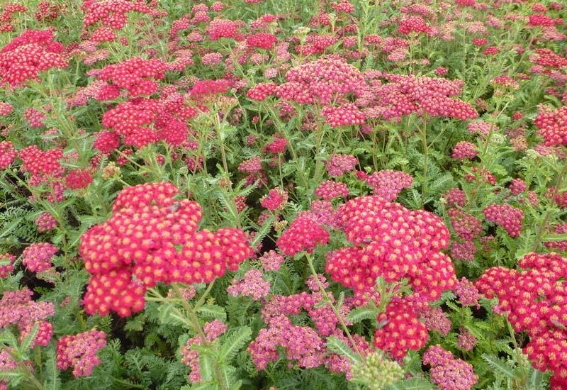 ACHILLEA MILLEFOLIUM ‘SUMMERWINE’