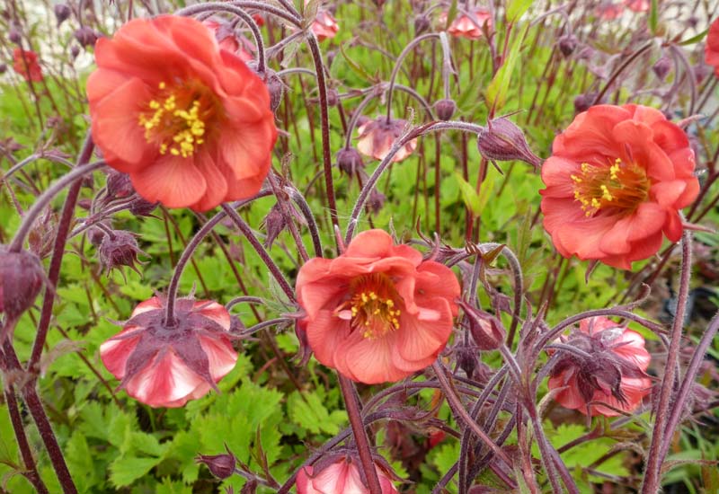 GEUM RIVALE ‘FLAMES OF PASSION’
