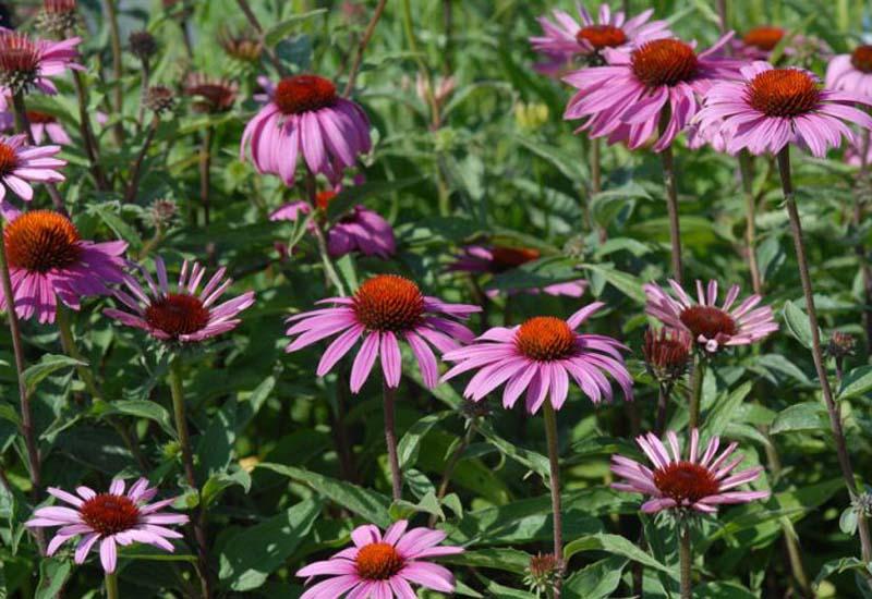 ECHINACEA PURPUREA ‘MAGNUS SUPERIOR’