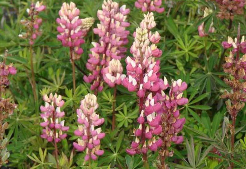 LUPINUS ‘THE CHATELAINE’ (SCHLOSSFRAU) – ROZE/ROSE
