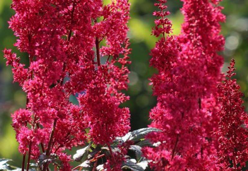 ASTILBE JAPONICA ‘MONTGOMERY’