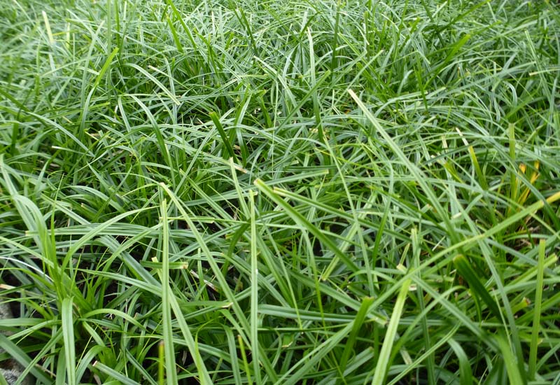 CAREX OSHIMENSIS ‘EVERGREEN’