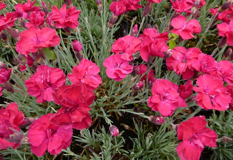 DIANTHUS GRATIANOPOLITANUS ‘BOMBARDIER’