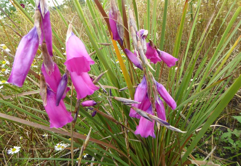 DIERAMA PULCHERRIMUM