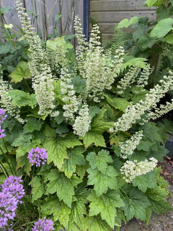 HEUCHERA VILLOSA ‘CHANTILLY’