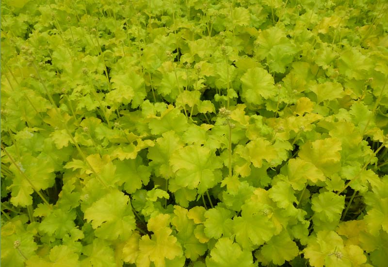 HEUCHERA HYBRIDE ‘LIME MARMELADE’