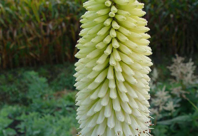 KNIPHOFIA HYBRIDE ‘ICE QUEEN’