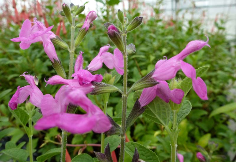 SALVIA MICROPHYLLA ‘PINK BEAUTY’