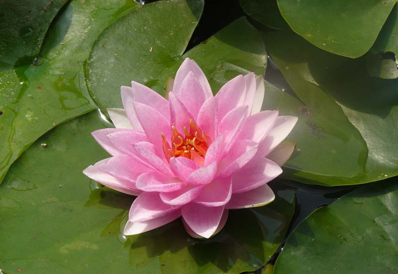 NYMPHAEA HYBRIDE ‘MADAME WILFRON GONNERE’