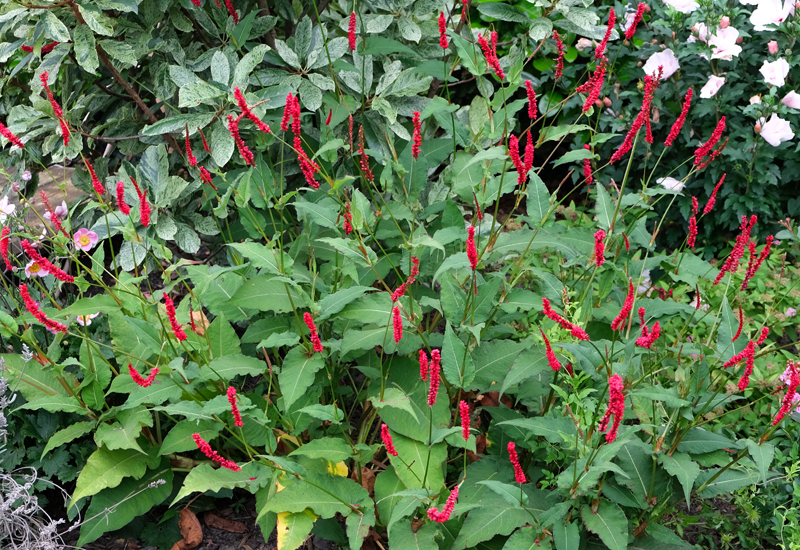 PERSICARIA AMPLEXICAULIS ‘BLOODY MARY’