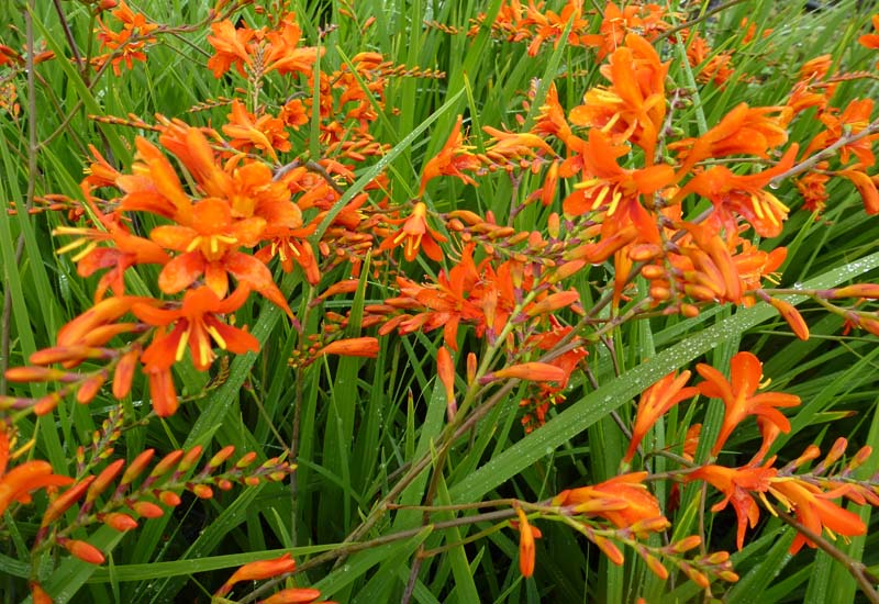 CROCOSMIA MASONIORUM