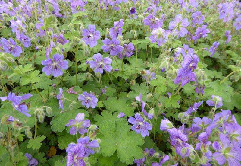 GERANIUM HYBRIDE ‘TERRE FRANCHE’