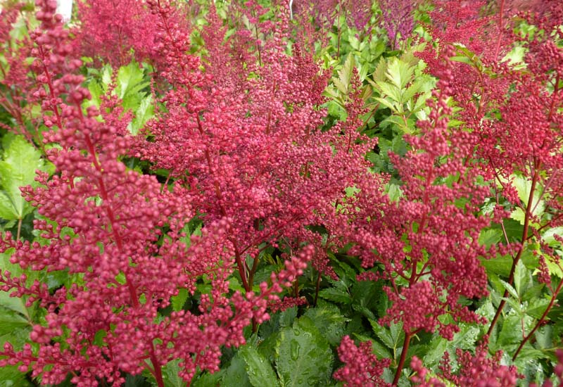 ASTILBE JAPONICA ‘RED SENTINEL’