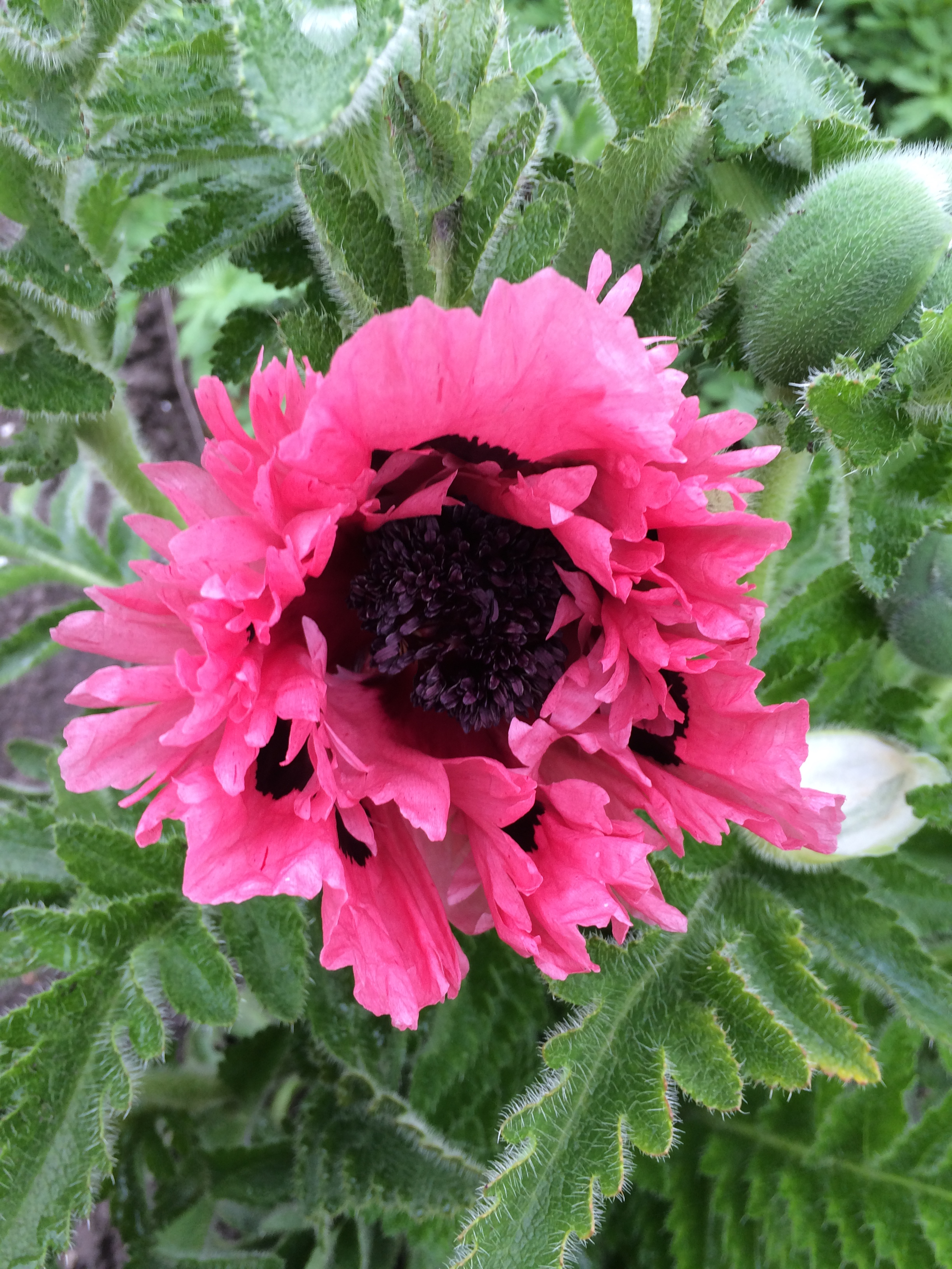 PAPAVER ORIENTALE ‘PINK PERFECTION’