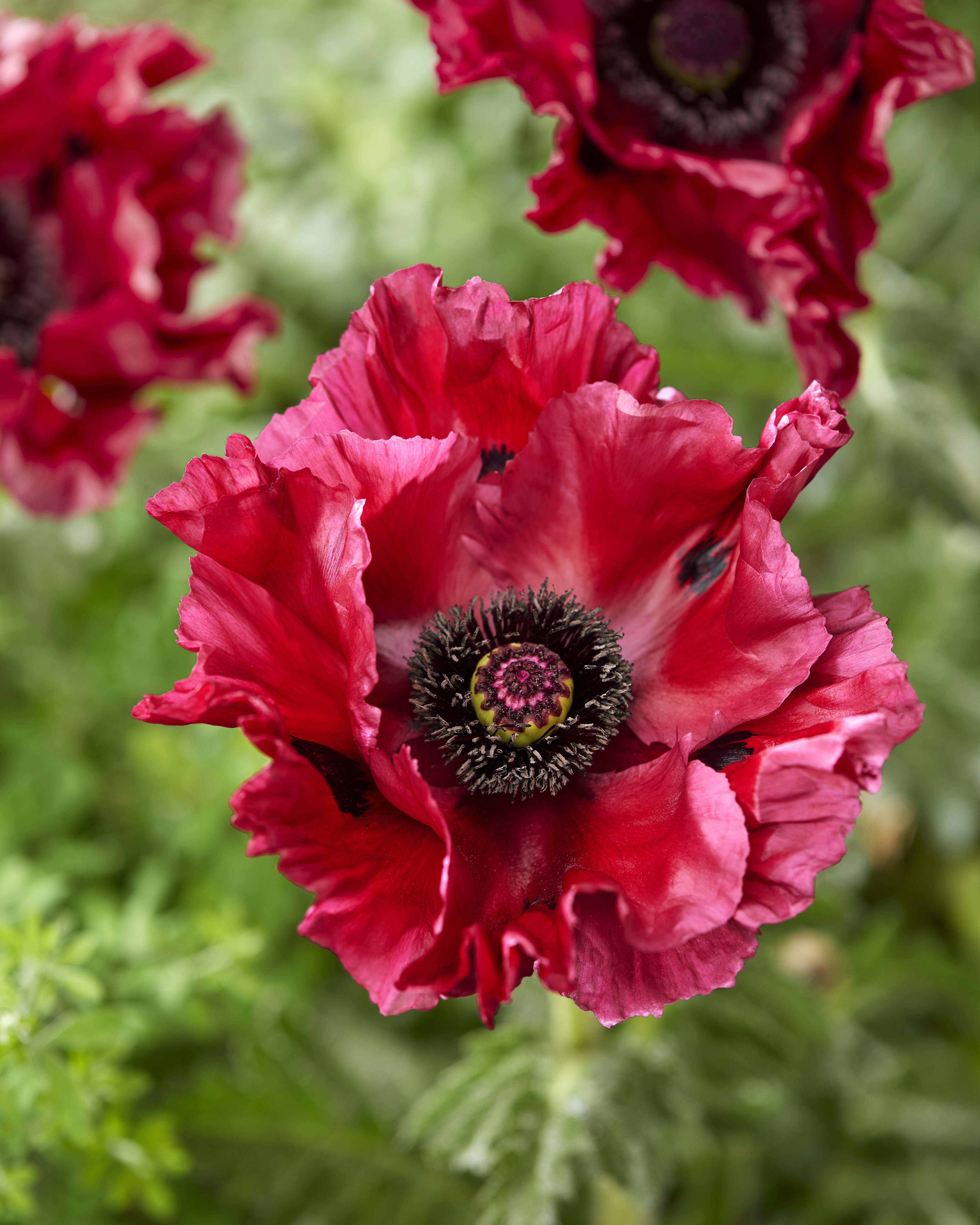 PAPAVER ORIENTALE ‘RED RUMBLE’
