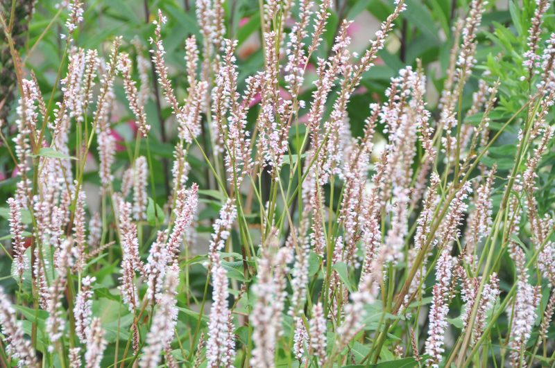 PERSICARIA AMPLEXICAULIS ‘JS MISTY MORNING’