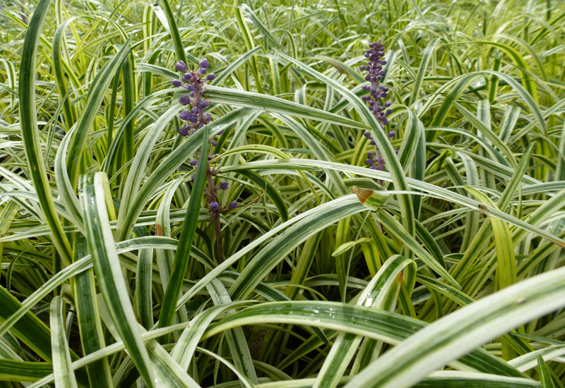 LIRIOPE SPICATA ‘SILVERY SUNPROOF’