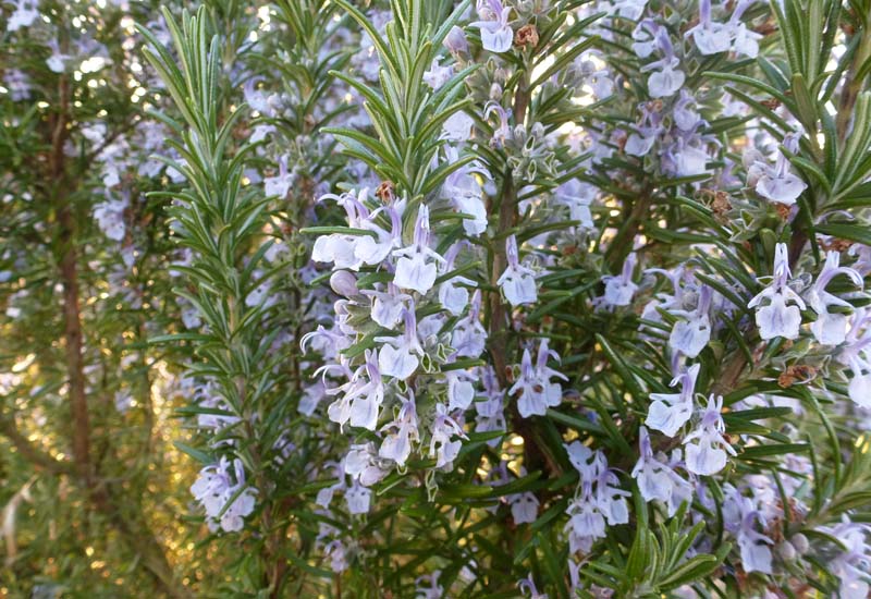 ROSMARINUS OFFICINALIS ‘BLUE WINTER’