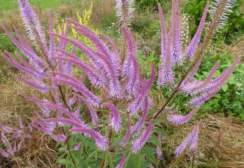 VERONICASTRUM VIRGINICUM ‘ADORATION’