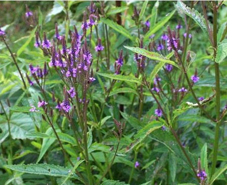 VERBENA HASTATA ‘BLUE SPIRES’